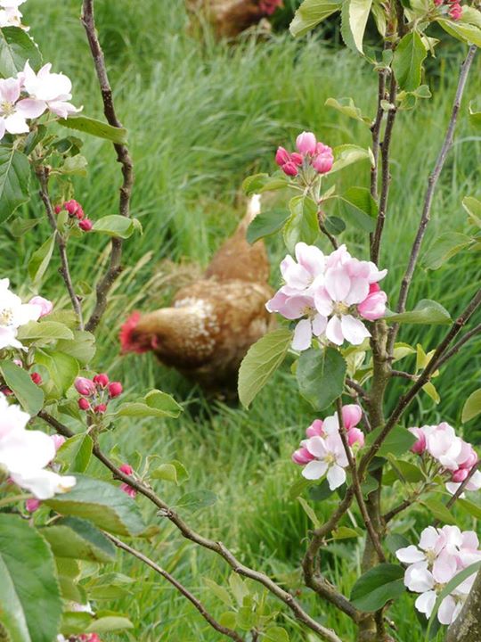 hen in apple blossom